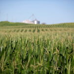 Subsídios agrícolas e obesidade: o balanço de fim de ano Plantação de milho em Wyanet, Illinois, EUA